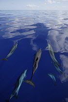 Pantropical Spotted Dolphin (Stenella attenuata) pod, Ogasawara Island, Japan