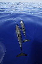 Pantropical Spotted Dolphin (Stenella attenuata) pair, Ogasawara Island, Japan