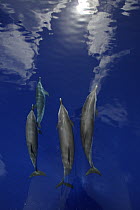 Pantropical Spotted Dolphin (Stenella attenuata) pod bow riding, Ogasawara Island, Japan