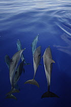 Pantropical Spotted Dolphin (Stenella attenuata) pod, Ogasawara Island, Japan