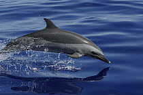 Pantropical Spotted Dolphin (Stenella attenuata) porpoising, Ogasawara Island, Japan