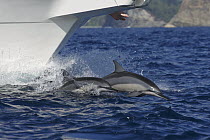 Spinner Dolphin (Stenella longirostris) pair bow riding, Ogasawara Island, Japan