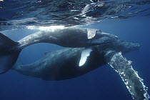 Humpback Whale (Megaptera novaeangliae) mother and calf, Ogasawara Island, Japan