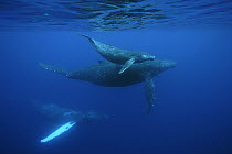 Humpback Whale (Megaptera novaeangliae) mother and calf, Ogasawara Island, Japan