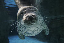 Spotted Seal (Phoca largha), Japan