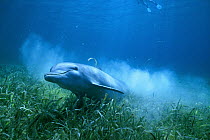Bottlenose Dolphin (Tursiops truncatus) swimming through sea plants, Gulf of Mexico, Belize
