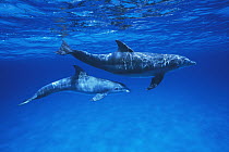 Bottlenose Dolphin (Tursiops truncatus) mother and calf, Gulf of Mexico, Belize