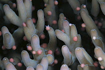 Stony Coral (Acropora sp) branches, Borneo, Malaysia