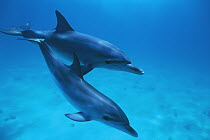 Atlantic Spotted Dolphin (Stenella frontalis) pair, Bahamas, Caribbean