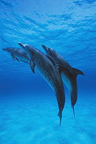 Atlantic Spotted Dolphin (Stenella frontalis) trio, Bahamas, Caribbean