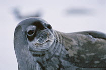 Weddell Seal (Leptonychotes weddellii) portrait, Antarctic Peninsula, Antarctica