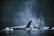 Orca (Orcinus orca) pod surfacing, Johnstone Strait, British Columbia, Canada