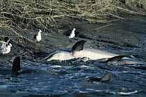 Bottlenose Dolphin (Tursiops truncatus) pod strand feeding, where they drive the fish onto mud banks from where they are retrieved, South Carolina