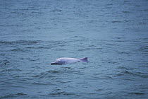 Indo-Pacific Bottlenose Dolphin (Tursiops aduncus) surfacing, Hong Kong, China