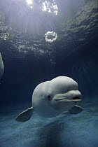 Beluga (Delphinapterus leucas) whale blowing a toroidal bubble ring, Shimane Aquarium, Japan