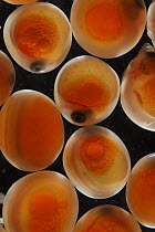 Chum Salmon (Oncorhynchus keta) eggs, native to the Pacific Ocean