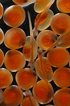 Chum Salmon (Oncorhynchus keta) eggs and alevins, native to the Pacific Ocean
