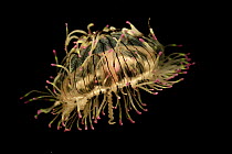 Flower Hat Jelly (Olindias formosa), native to Brazil, Argentina and Japan