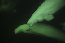 Beluga (Delphinapterus leucas) pair, Churchill, Manitoba, Hudson Bay, Canada