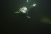 Beluga (Delphinapterus leucas) pair swimming, Churchill, Manitoba, Hudson Bay, Canada