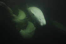 Beluga (Delphinapterus leucas) trio swimming, Churchill, Manitoba, Hudson Bay, Canada