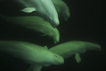 Beluga (Delphinapterus leucas) group swimming, Churchill, Manitoba, Hudson Bay, Canada