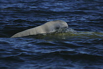 Beluga (Delphinapterus leucas) calf surfacing, Churchill, Manitoba, Hudson Bay, Canada