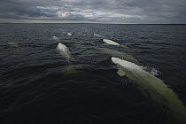 Beluga (Delphinapterus leucas) group surfacing, Churchill, Manitoba, Hudson Bay, Canada