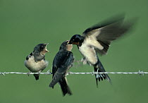 Barn Swallow (Hirundo rustica) adult flying feeding chicks perched on barbed wire, Europe