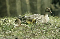 Pink-footed Goose (Anser brachyrhynchus) two adults resting with a chick, Europe