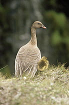 Pink-footed Goose (Anser brachyrhynchus) parent and chick, Europe