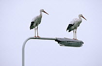 White Stork (Ciconia ciconia) two adults standing on a streetlight, Europe