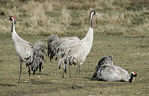 Common Crane (Grus grus) group, Europe