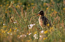 Black-tailed Godwit (Limosa limosa) adult standing in meadow, calling, Europe