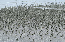 Red Knot (Calidris canutus) flock resting on shore, Europe