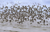 Red Knot (Calidris canutus) flock flying over the sea, Europe