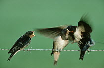 Barn Swallow (Hirundo rustica) adult flying feeding three chicks perched on barbed wire, Europe