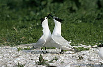 Sandwich Tern (Thalasseus sandvicensis) pair performing courtship display, Europe