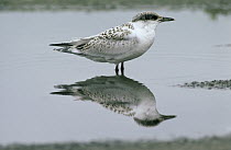 Sandwich Tern (Thalasseus sandvicensis) juvenile male standing in shallow water with reflection, Europe