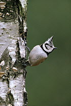 Crested Tit (Lophophanes cristatus) adult perched on tree trunk, Europe
