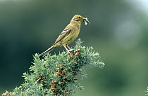 Yellowhammer (Emberiza citrinella) adult perched with insect in its beak, Europe