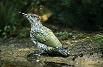 Eurasian Green Woodpecker (Picus viridis) juvenile, Europe