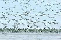 Dunlin (Calidris alpina) large flock landing on the beach, Europe