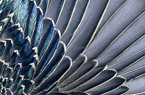 Common Starling (Sturnus vulgaris) detail of feathers, Europe