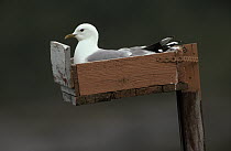 Mew Gull (Larus canus) adult nesting in man-made structure, Europe