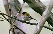 Firecrest (Regulus ignicapilla) adult perched on a branch, Europe