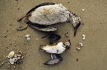 Common Murre (Uria aalge) and Little Auk (Alle alle) dead on the beach, Europe