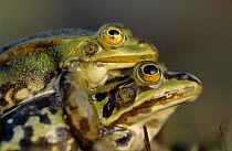 Edible Frog (Rana esculenta) profile of pair mating, Europe