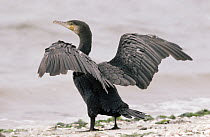Great Cormorant (Phalacrocorax carbo) adult drying its wings, Europe