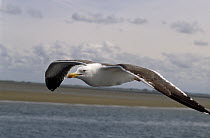 Great Black-backed Gull (Larus marinus) close up of adult flying, Europe